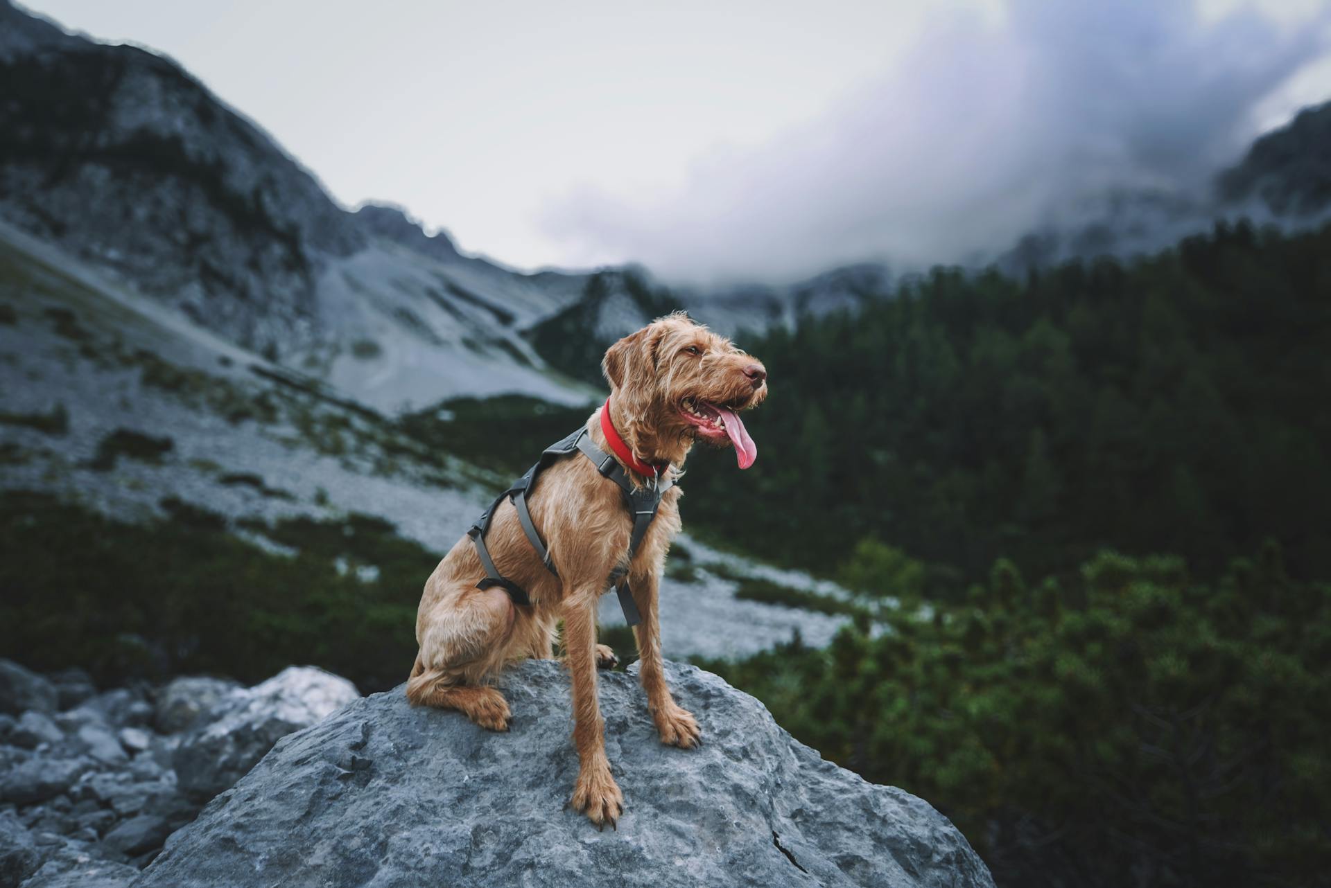 Scruffy Dog in Mountains