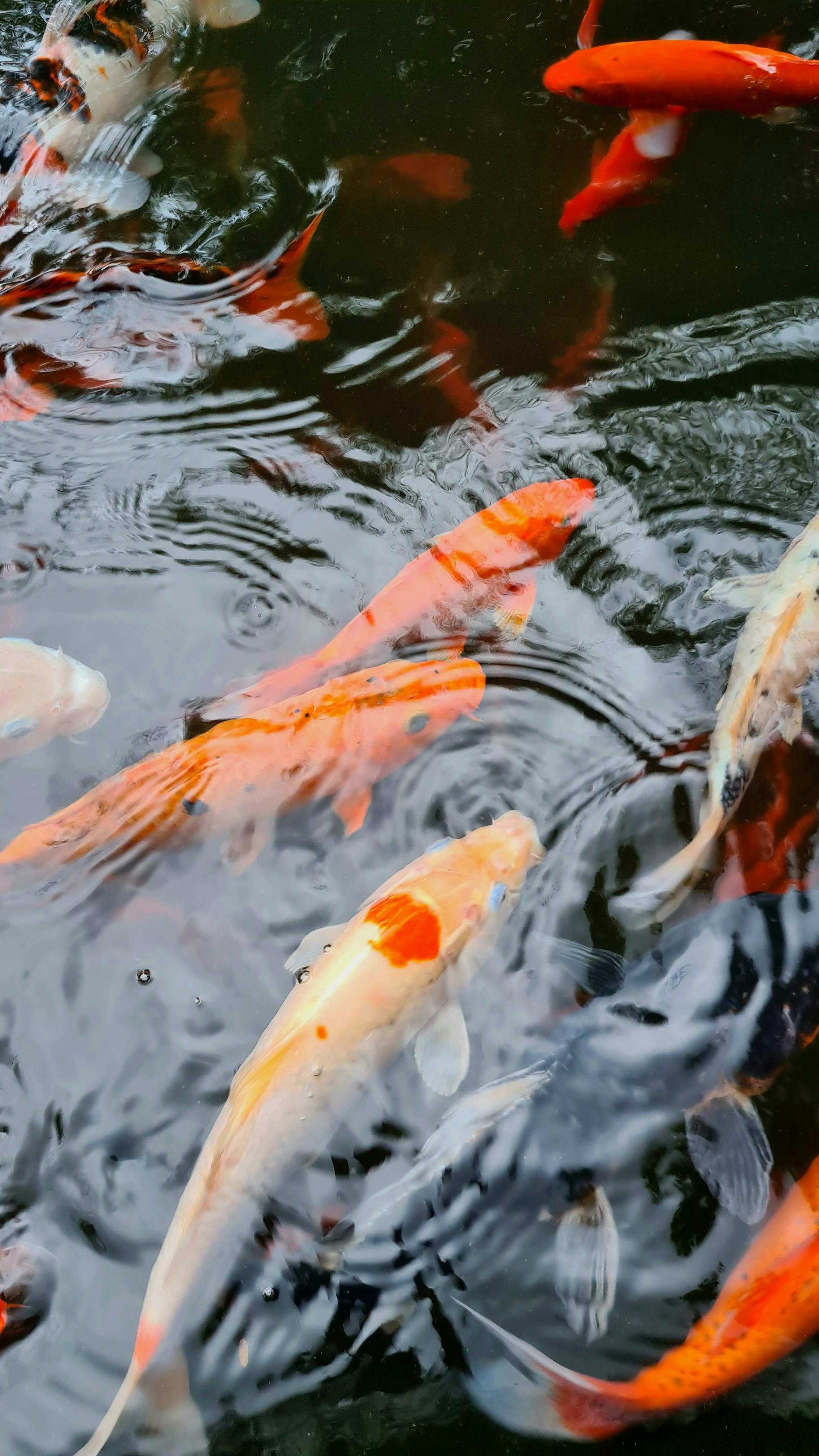 Colorful koi fish elegantly gliding in a tranquil pond, showcasing their vivid patterns.