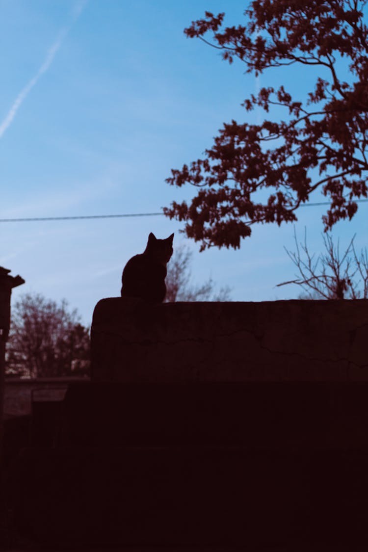 Silhouette Of Cat On A Roof