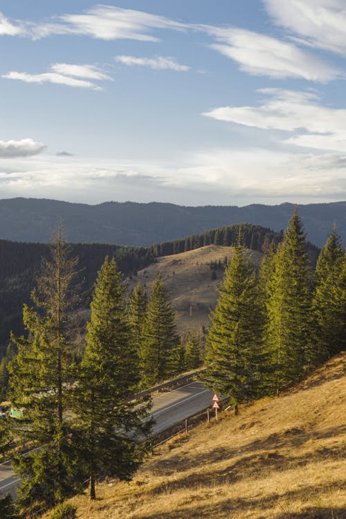 Trees around Road on Hills in Countryside