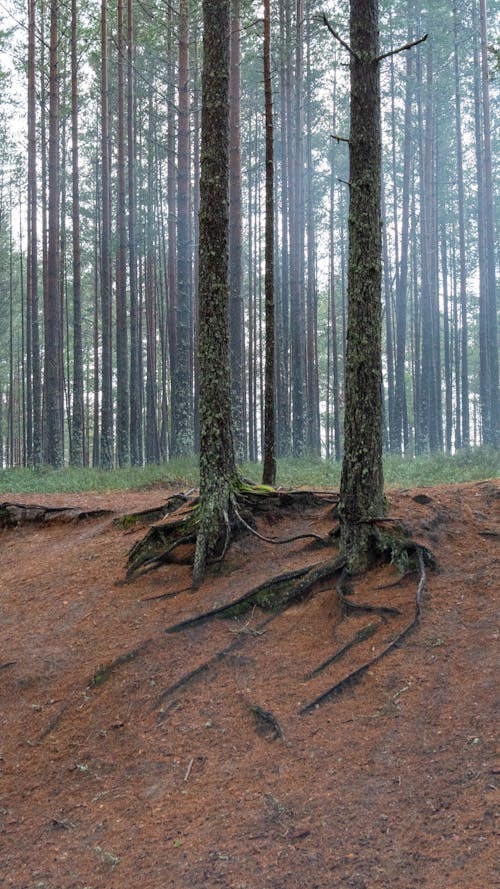 Roots over Ground in Forest