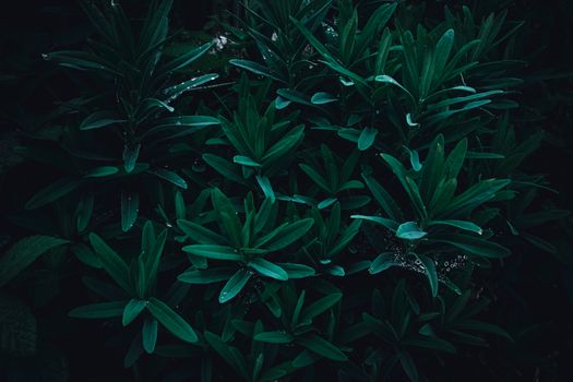 Beautiful dark green leaves with water droplets, creating a moody natural texture.