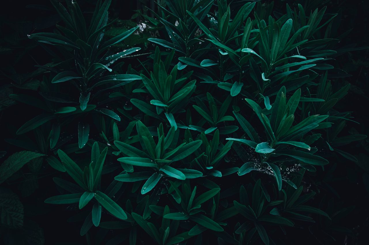 beautiful dark green leaves with water droplets creating a moody natur