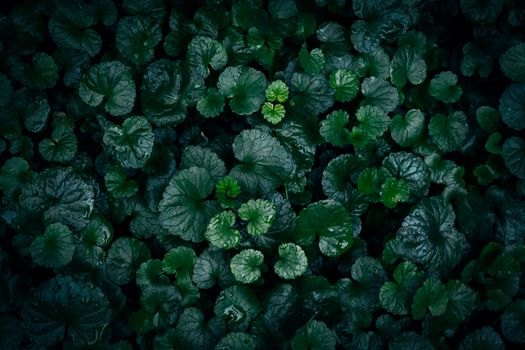 A vivid close-up of green leaves covered with fresh rain droplets, capturing the essence of nature's freshness.