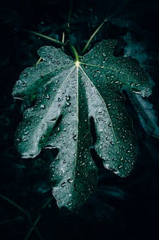 Detailed photograph of a fig leaf covered in water droplets after rain.