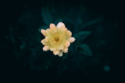 A delicate yellow rose in bloom with dew drops on petals against a dark background.