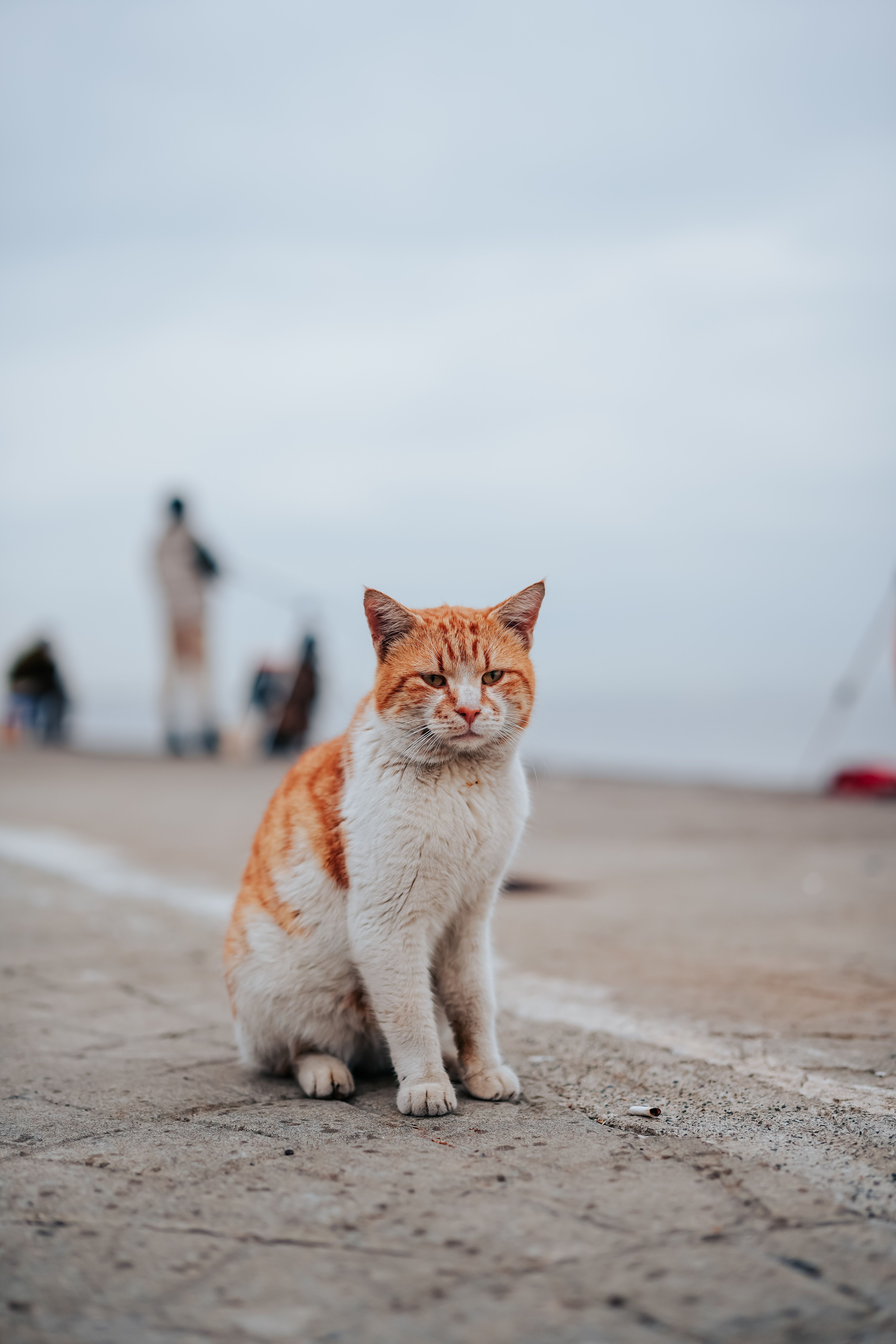 White and Ginger Cat Sitting on Ground · Free Stock Photo