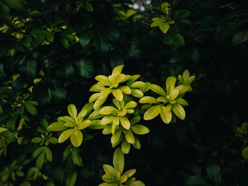 Free Close-up of vibrant green Schefflera leaves against a dark leafy background. Perfect for nature concepts. Stock Photo