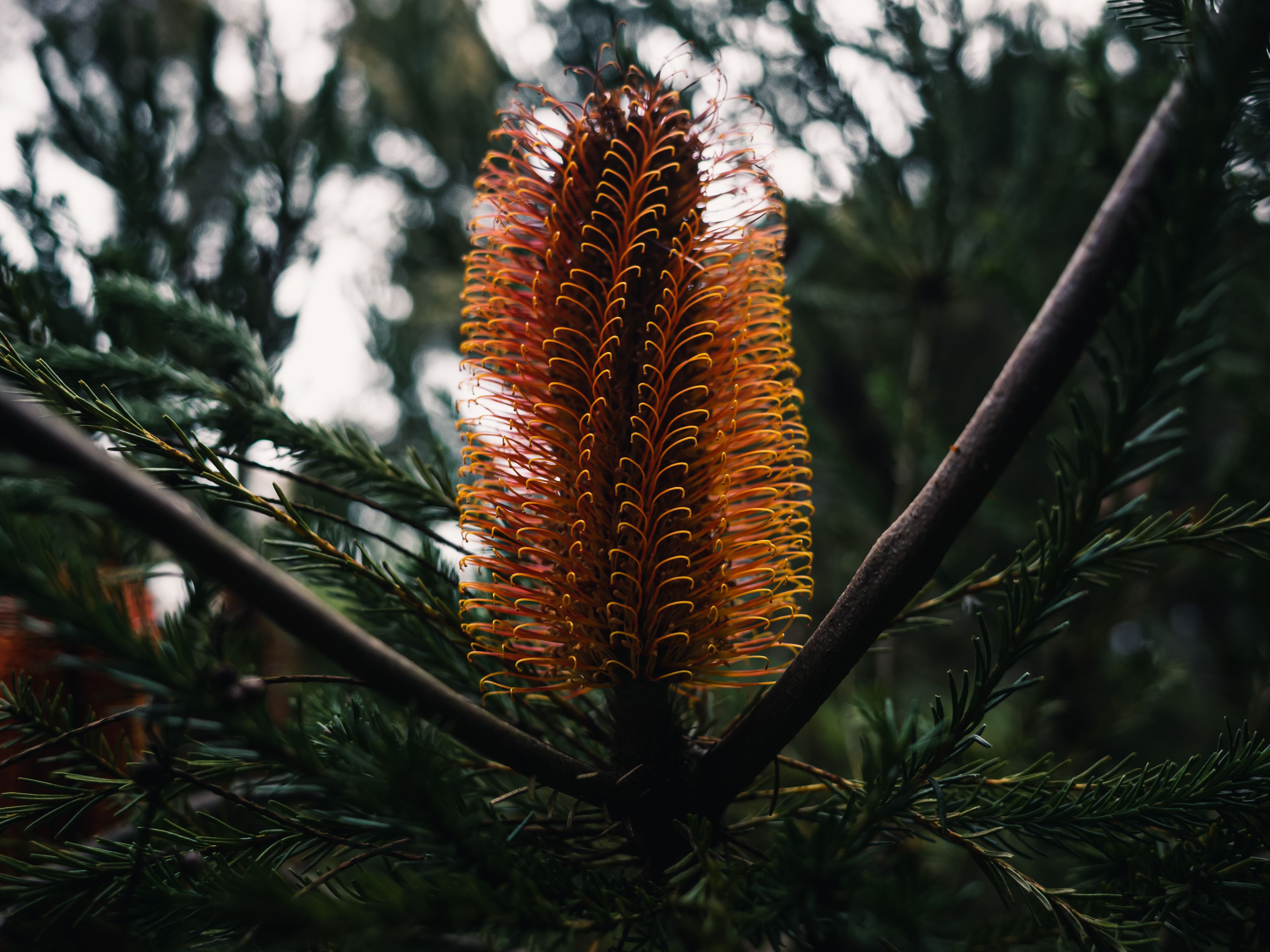 Banksia Grove