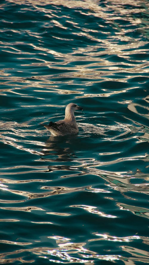 A seagull swimming in the ocean