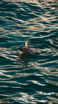 A seagull gracefully gliding across the shimmering waters of İstanbul, Türkiye.