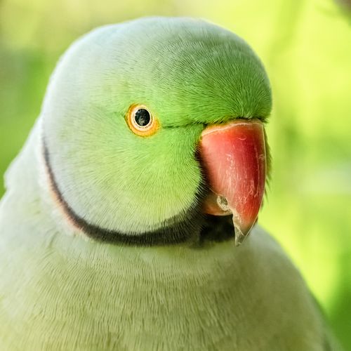 Free Detailed portrait of a green Indian ringneck parakeet with vibrant plumage. Stock Photo
