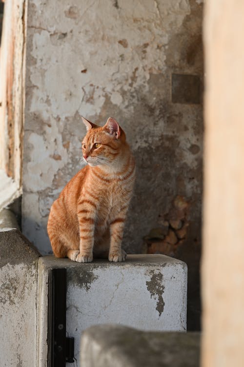 dikey atış, duvar, duvarlar içeren Ücretsiz stok fotoğraf