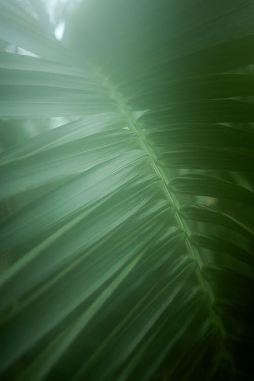 Close Up of a Palm Tree Leaf