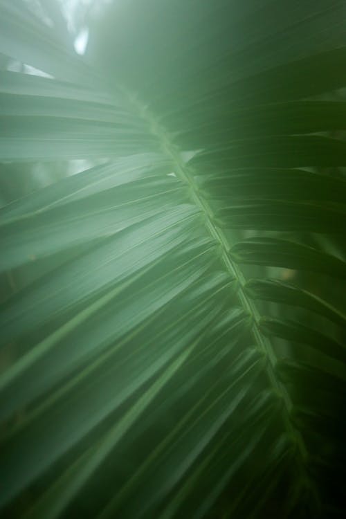 Foto profissional grátis de amazona, floresta tropical, folha