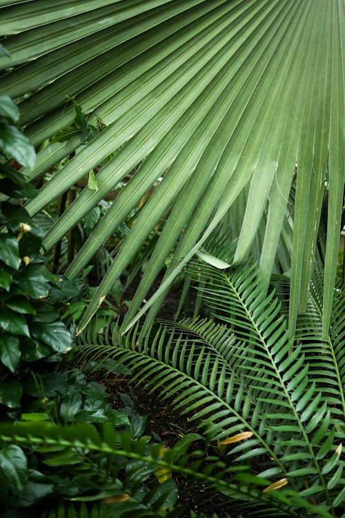 Palm Tree Leaves Overlaying One Another