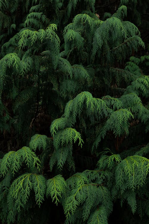 Close Up of a Lawson Cypress Tree
