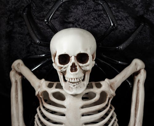 Δωρεάν στοκ φωτογραφιών με halloween, απόκριες διακόσμηση, σκελετός