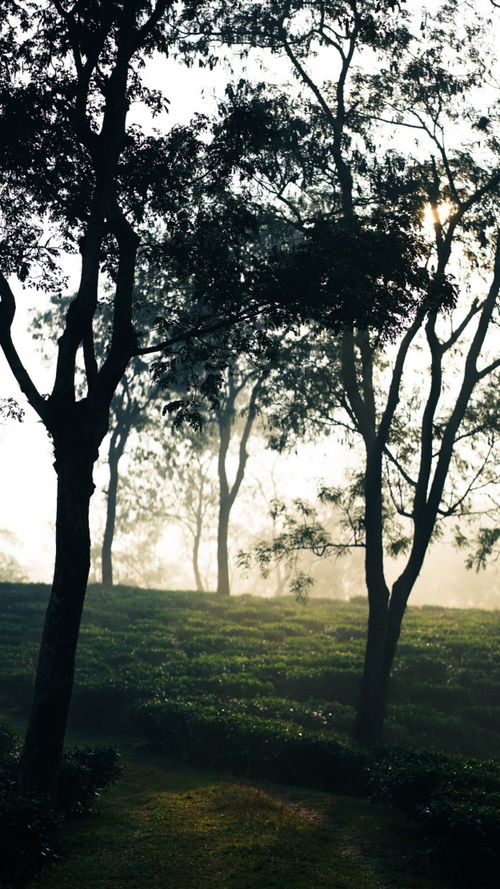 Free A serene morning view with sunlight filtering through trees in a misty forest landscape. Stock Photo