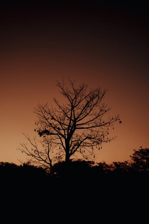 Silhouette of a Tree During a Sunrise