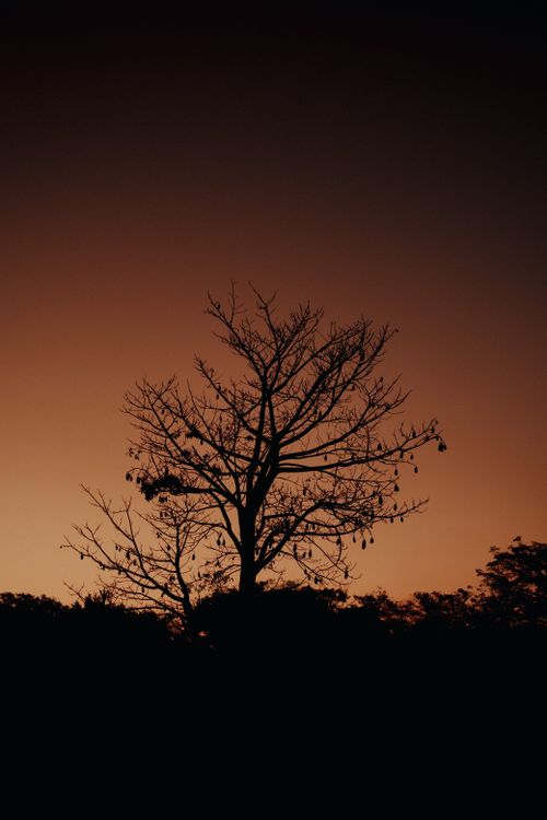 Free A solitary tree silhouette with a warm sunset sky in São Paulo. Captivating nature scene. Stock Photo