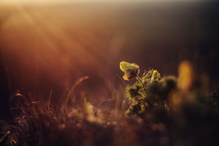 Yellow Adonis Flower Bud Opening At Sunrise