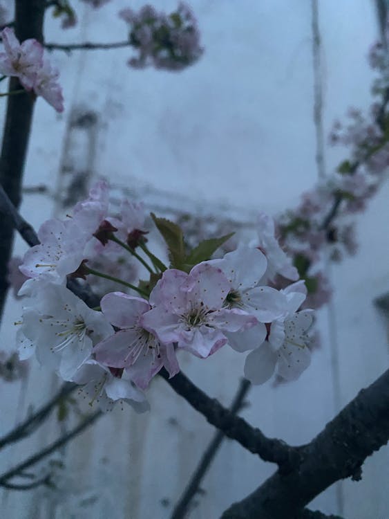 Fotos de stock gratuitas de Flores de primavera