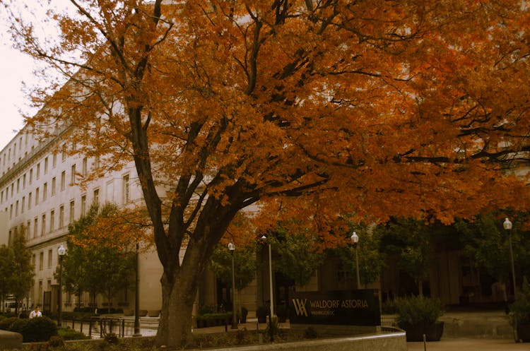 Tree With Fall Leaves Outside Of Emory University In Atlanta