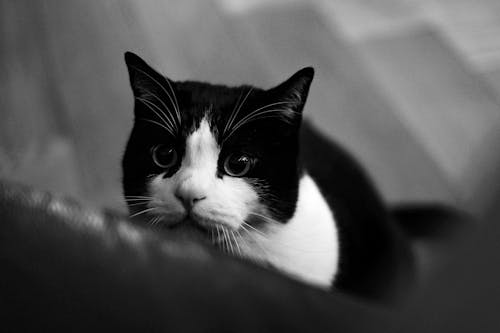 Kostenloses Stock Foto zu haustier, kätzchen, katze