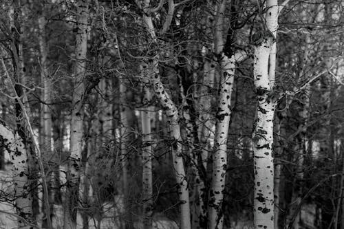Bare Birch Trees