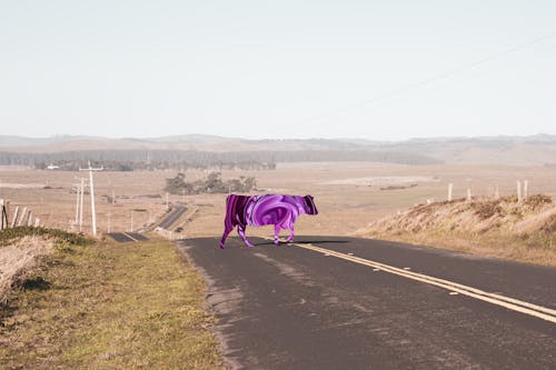 Free stock photo of cow, landscape, purple