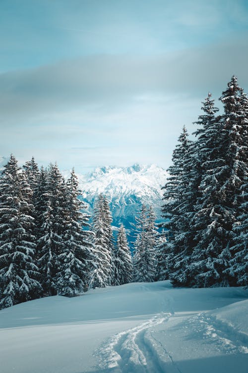 12 inç kar, 4k orman, 8 saat kar içeren Ücretsiz stok fotoğraf