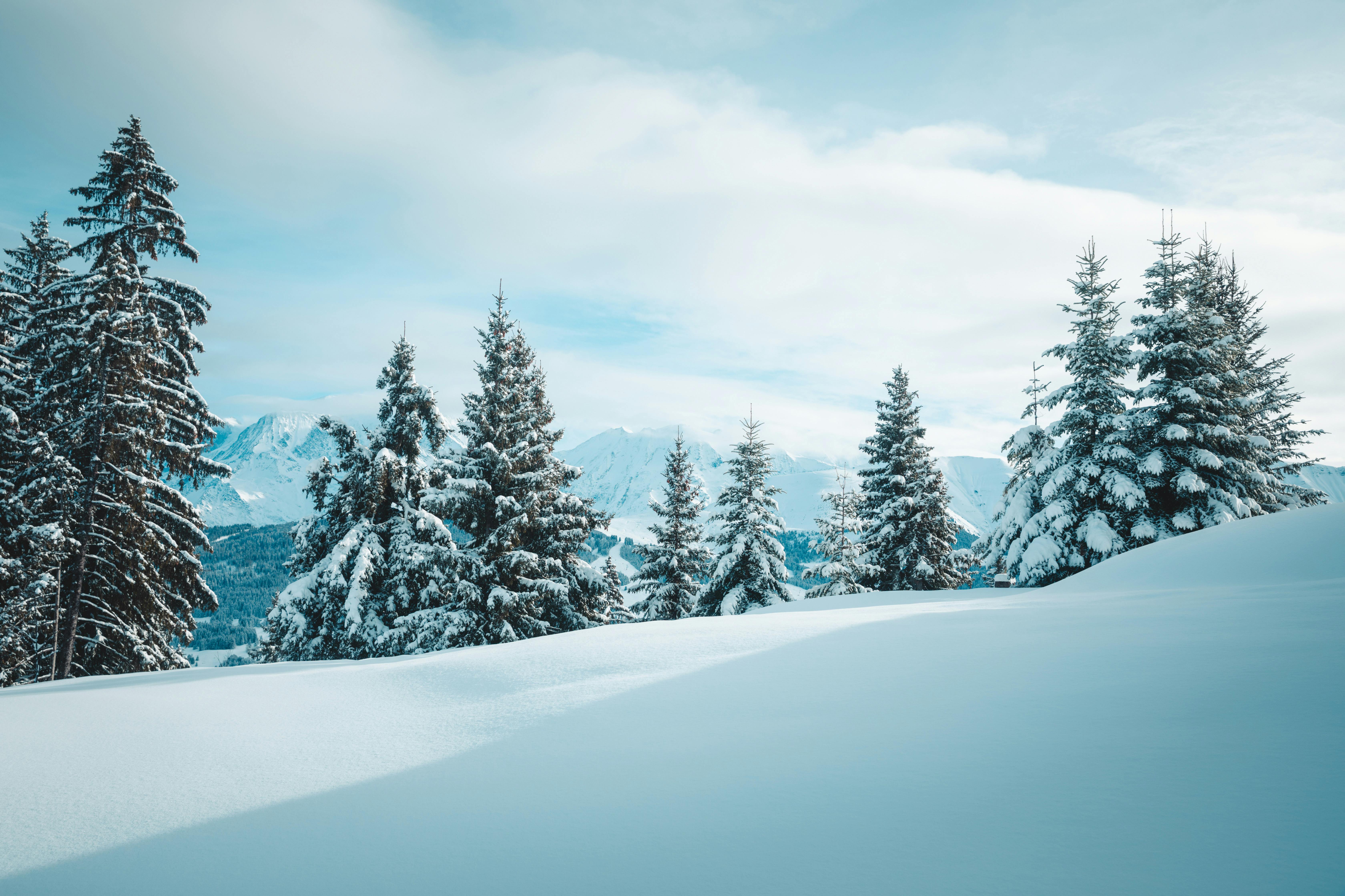 A snowy landscape with trees and snow