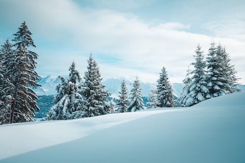 Бесплатное стоковое фото с 12 дюймов снега, 4к лес, 8 часов снега