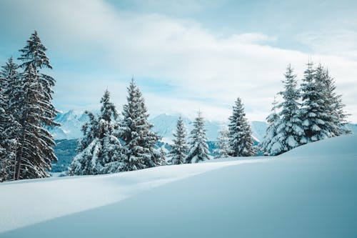 Photos gratuites de 12 pouces de neige, 8h de neige, à feuilles persistantes