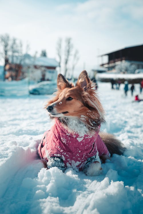 Photos gratuites de 12 pouces de neige, 8h de neige, acouphènes