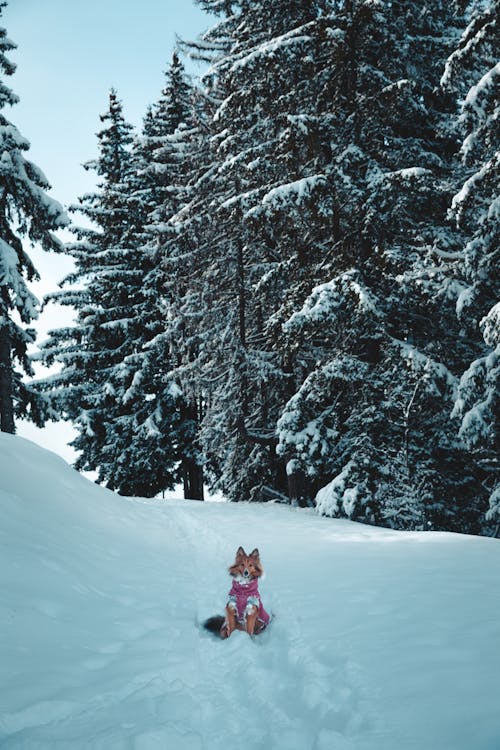 Darmowe zdjęcie z galerii z 12 cali śniegu, 8 godzin śniegu, arbuz dla psa
