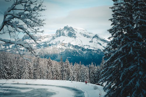 Безкоштовне стокове фото на тему «12 дюймів снігу, 4 к лісу, 8 годин снігу»
