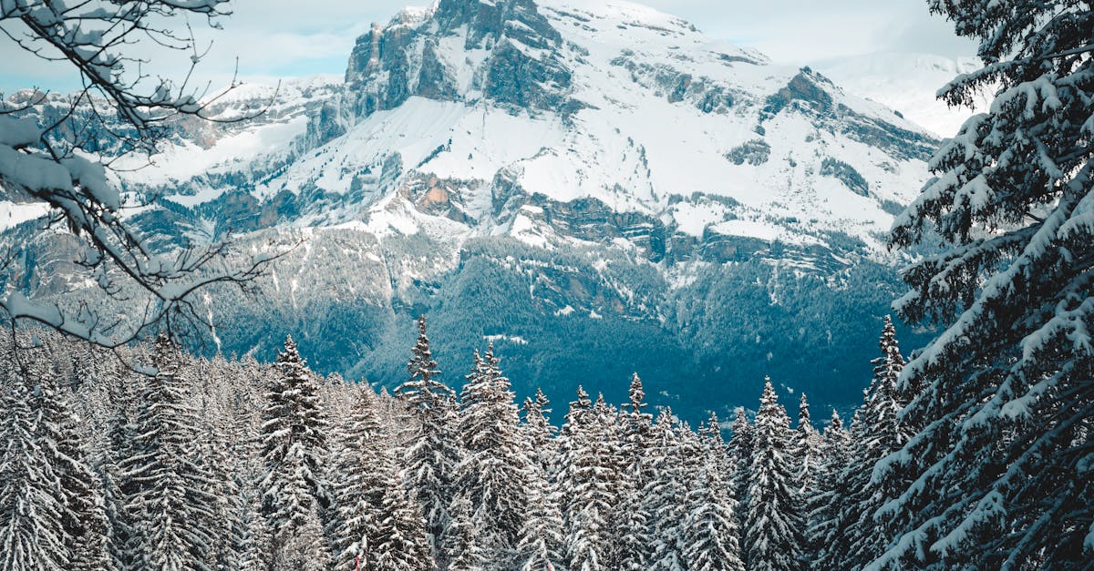 Forrester CDP: The Ultimate Tool for Customer Data Management