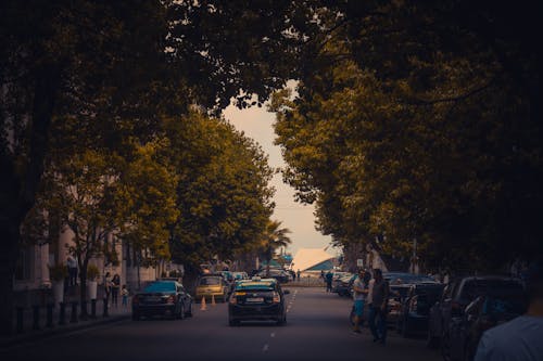 Fotos de stock gratuitas de árbol, batumi, calle