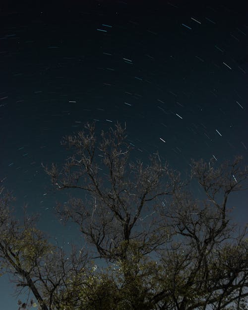 Night Sky with Blurry Stars and a Tree