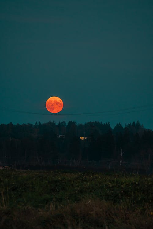 Red Moon Rising over a Forest