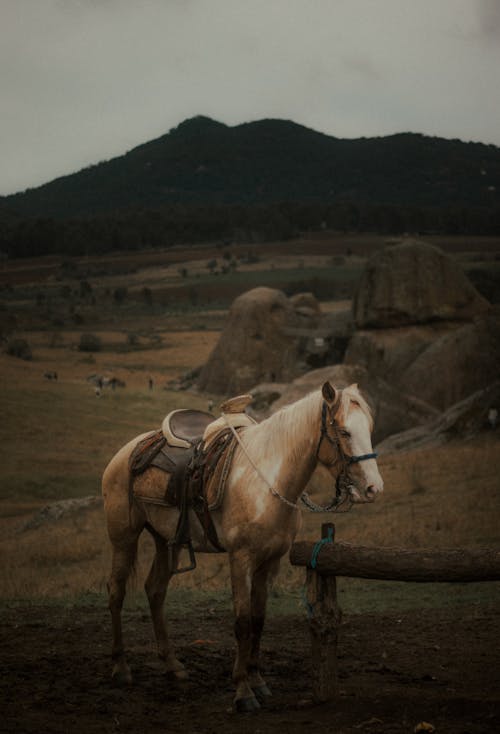 Kostenloses Stock Foto zu außerorts, gesattelt, pferd