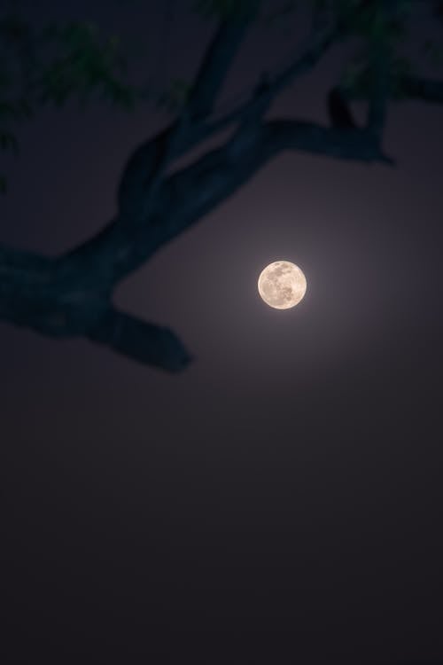 açık, ağaç, ay içeren Ücretsiz stok fotoğraf