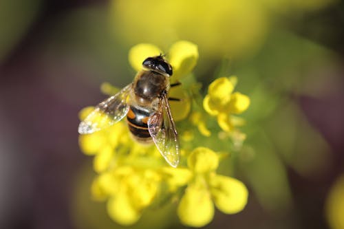 Close up of a Bee