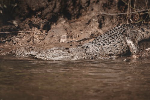 Saltwater Crocodile Entering a River