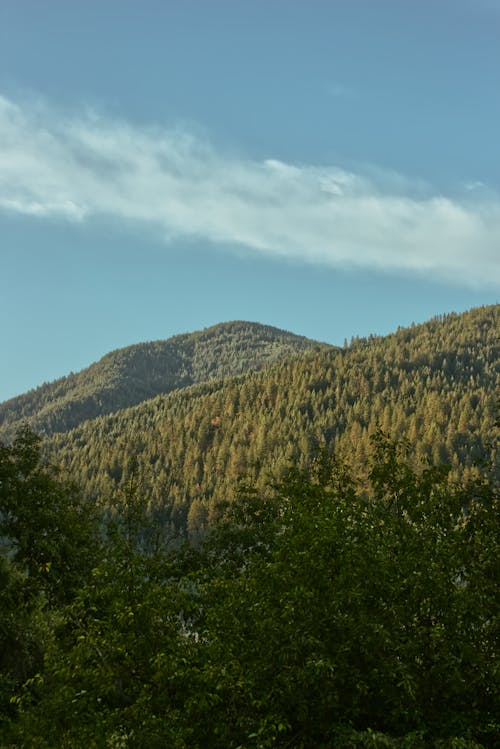 Základová fotografie zdarma na téma hora, horské pozadí, les