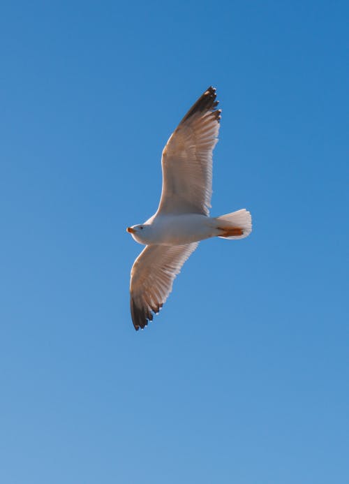 Yellow-Legged Gull Flying against a Clear Blue Sky