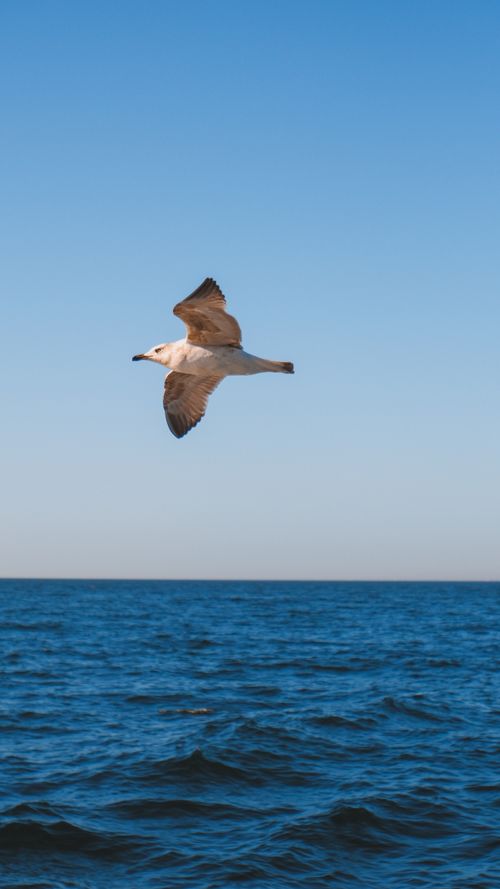 Free A lone seagull gracefully flying over a vast ocean with a clear blue sky backdrop. Stock Photo