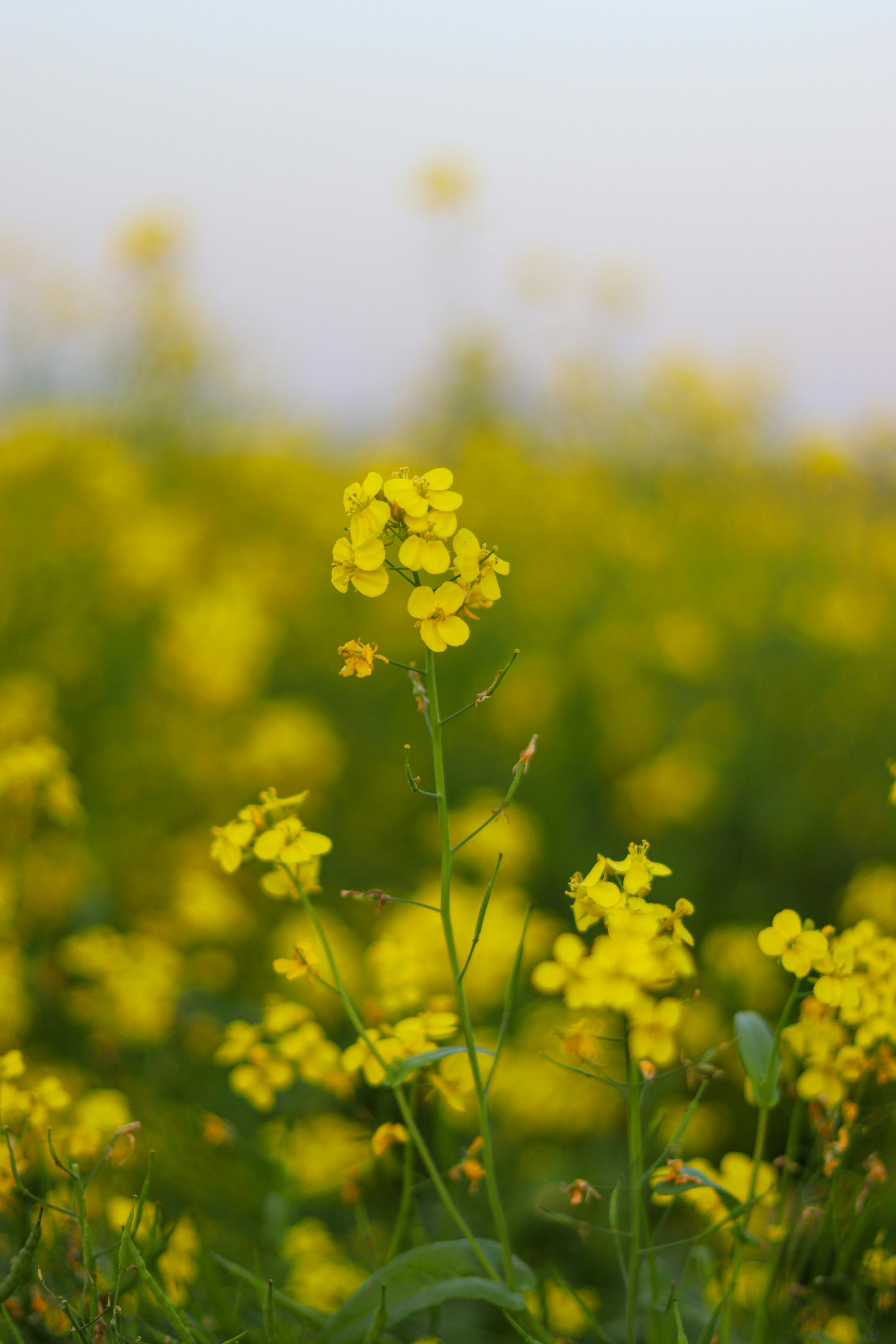 A stunning view of vibrant yellow mustard flowers in a rural field at Jamalpur, Bangladesh.